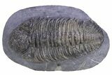 Prone Phacopid (Drotops) Trilobite - Issoumour, Morocco #381138-1